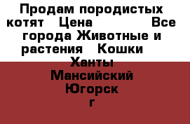 Продам породистых котят › Цена ­ 15 000 - Все города Животные и растения » Кошки   . Ханты-Мансийский,Югорск г.